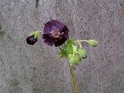 Geranium phaeum